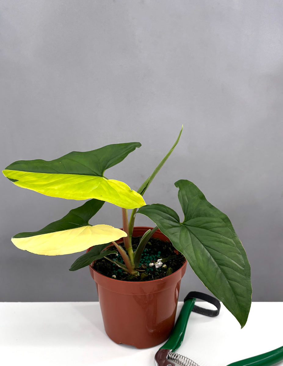 Syngonium hotsell Aurea