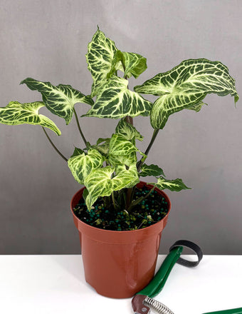 Syngonium Batik - Plant Proper - 4" Pot