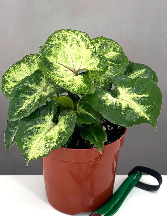 Syngonium Bob Allusion - Plant Proper - 4" Pot