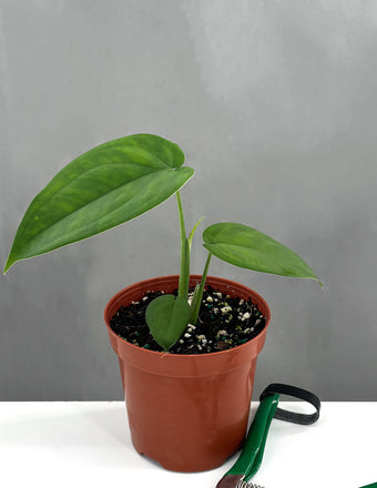 Syngonium Chiapense - Plant Proper - 4" Pot