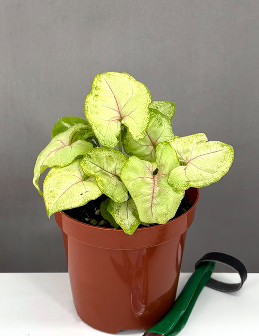 Syngonium Chiffon Allusion - Plant Proper - 4" Pot