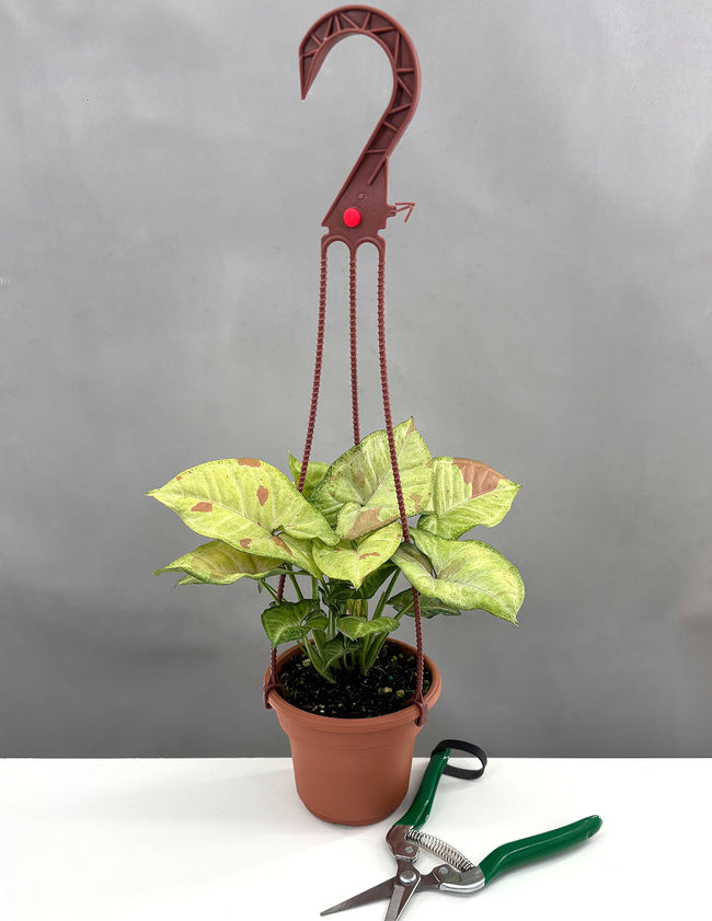 Syngonium Confetti - Plant Proper - 4" Hanging Pot