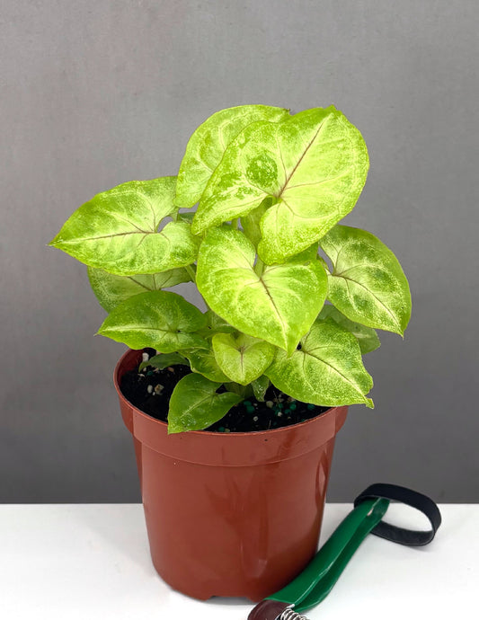 Syngonium Gold Allusion - Plant Proper - 4" Pot