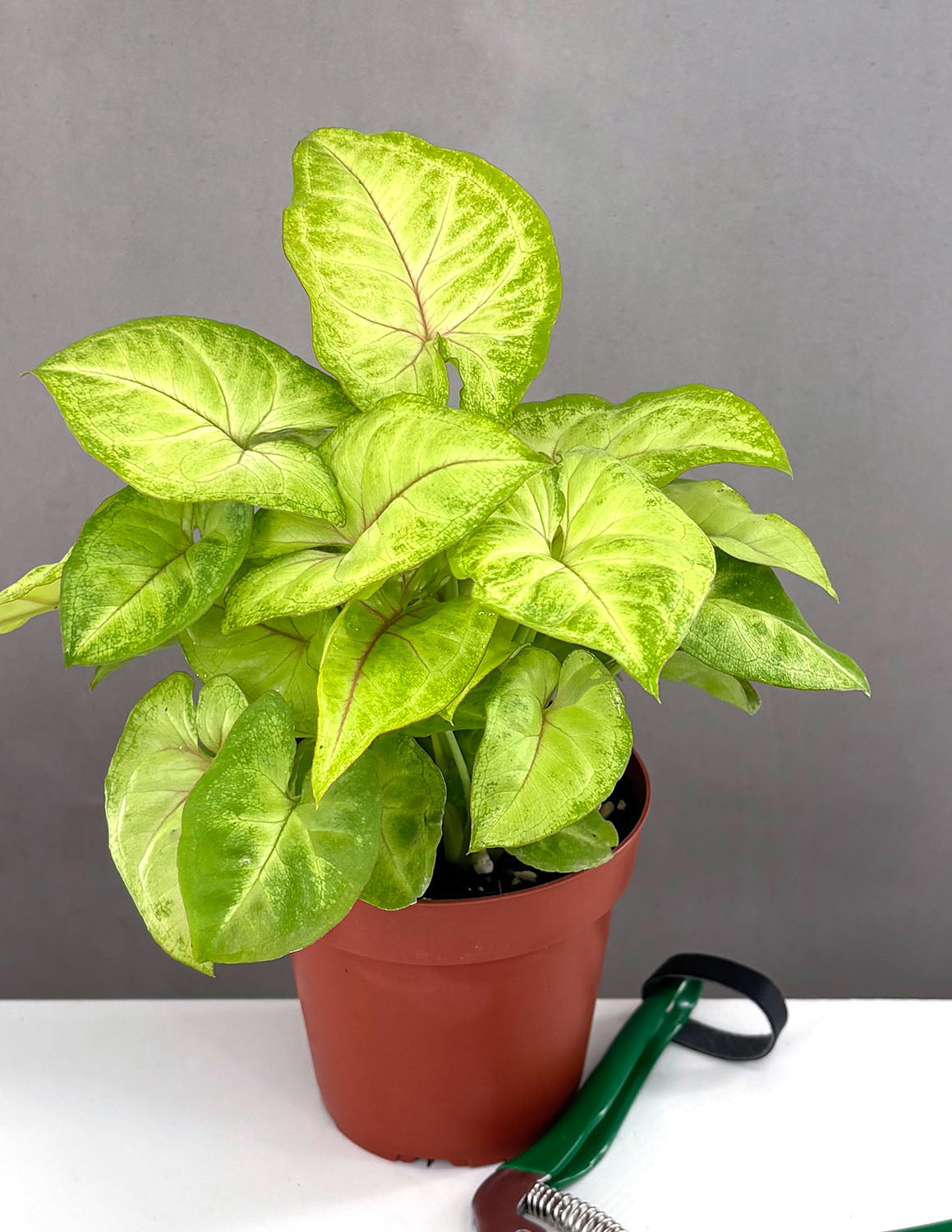 Syngonium Gold Allusion | Arrowhead Plant