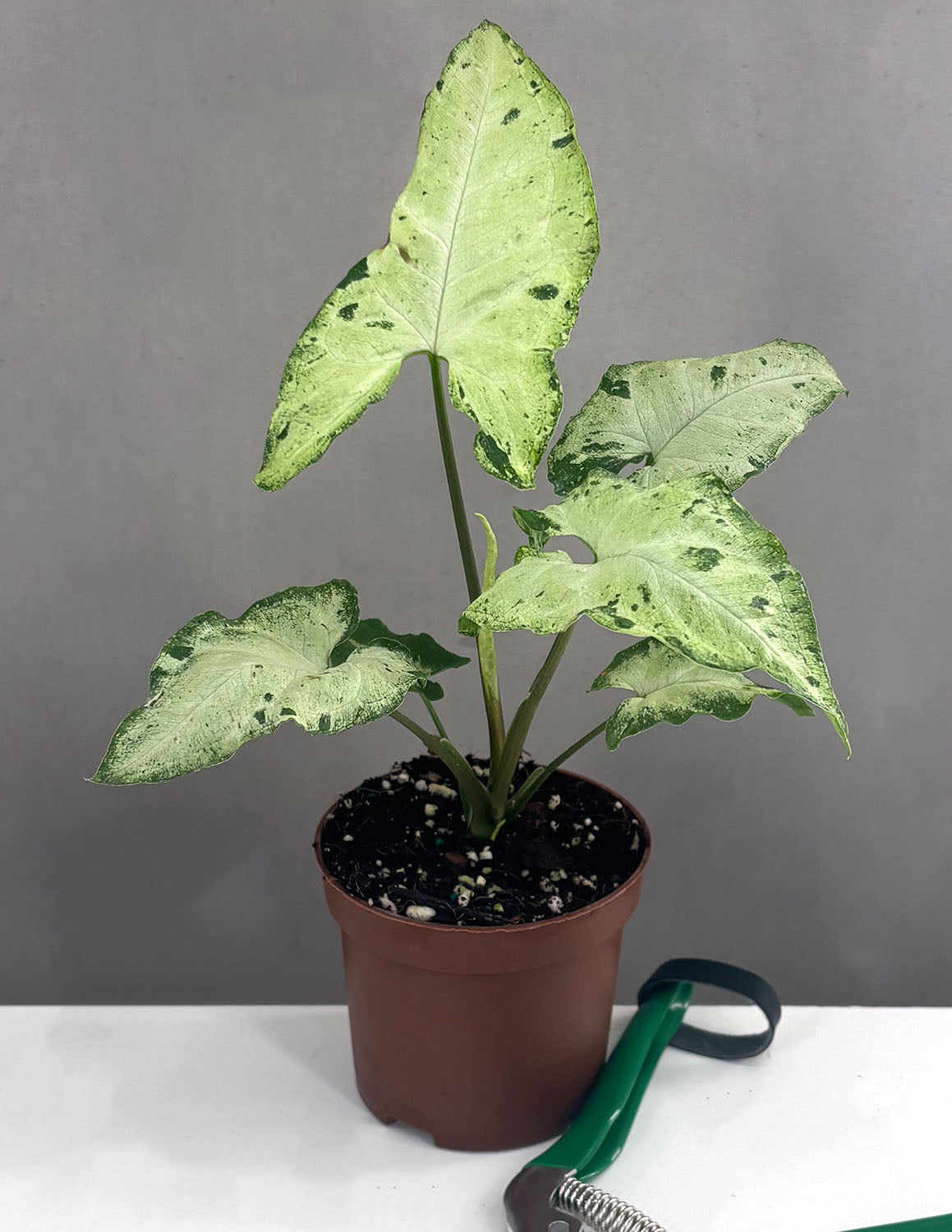 dracaena spathiphyllum ophiopogon trichomanes syngonium Syngonium Green Freckles