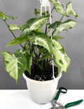 Syngonium Green Freckles - Plant Proper - 6" Hanging Pot