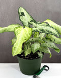 Syngonium Green Freckles - Plant Proper - 6" Pot