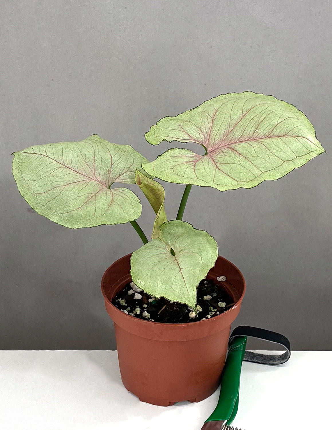 elephant ear vs arrowhead plant Syngonium Green Splash | Arrowhead Plant