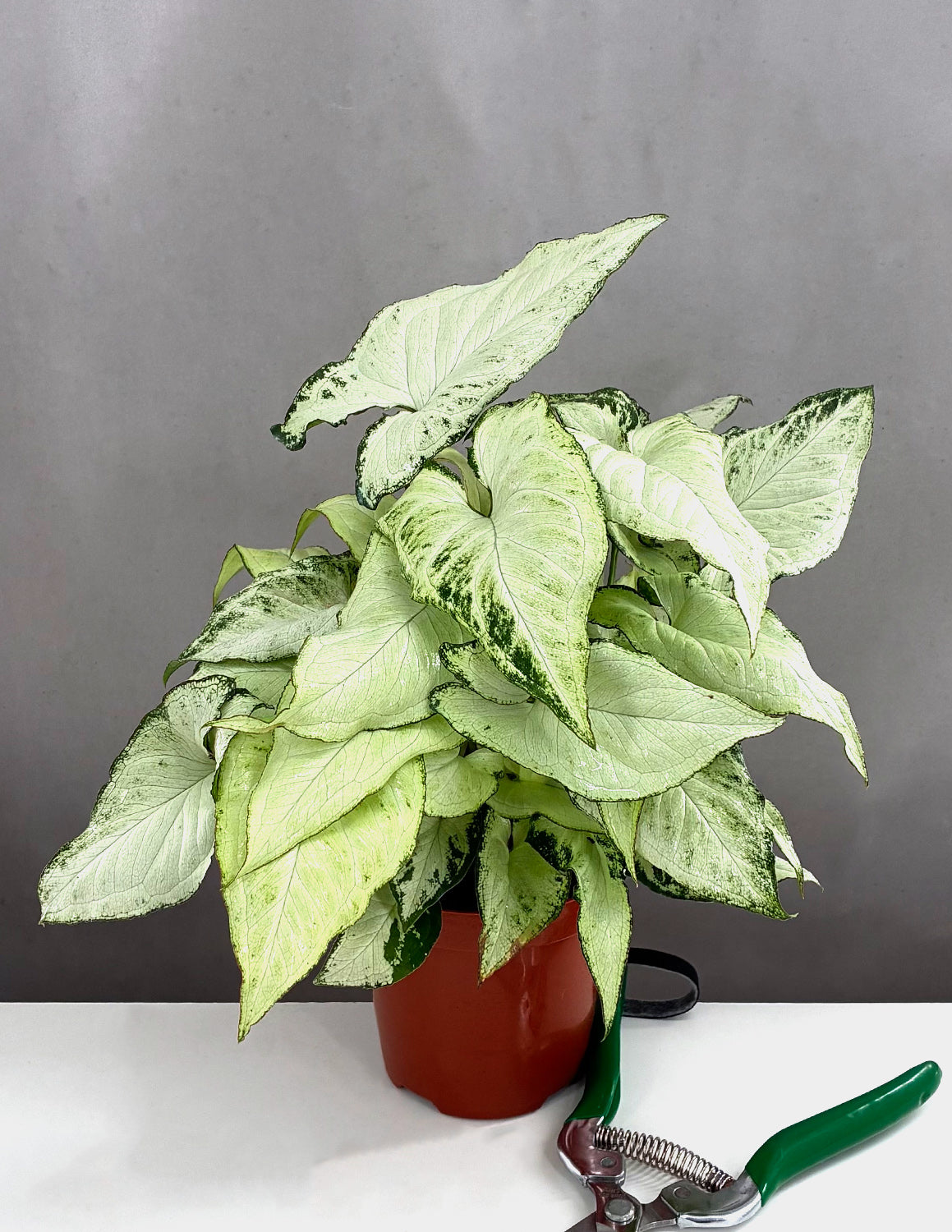 arrowhead house plant Syngonium Holly | Arrowhead Plant