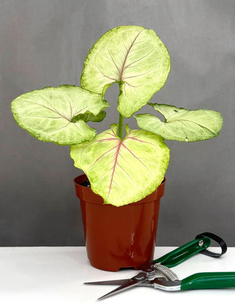 Syngonium Kiwi Delight - Plant Proper - 4" Pot