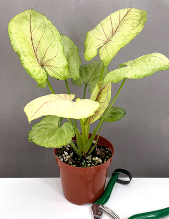 Syngonium Kiwi Delight - Plant Proper - 4" Pot