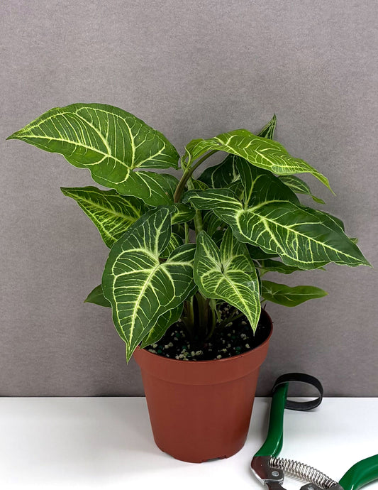 Syngnium NO ID - Plant Proper - 4" Pot