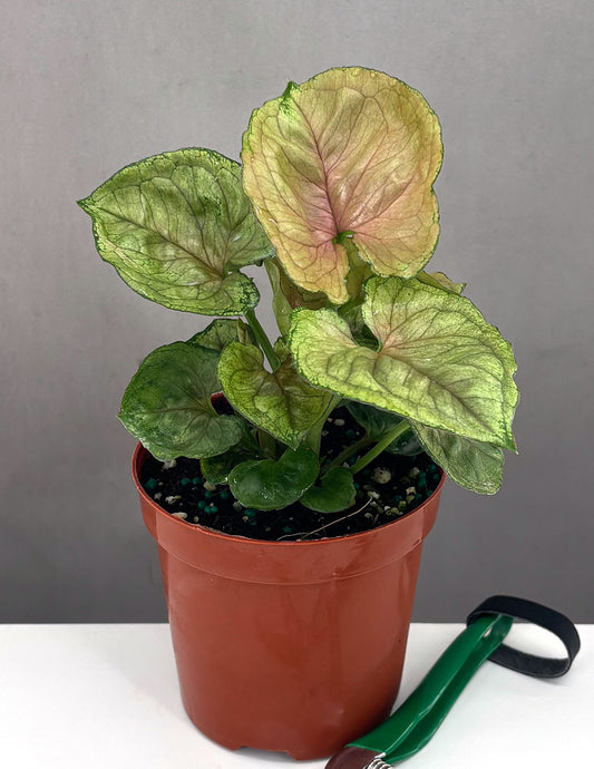 Syngonium Mango Allusion - Plant Proper - 4" Pot