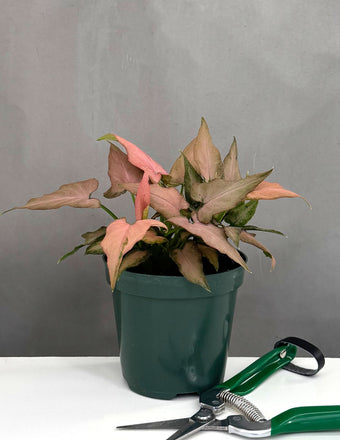 Syngonium Mickey - Plant Proper - 4" Pot