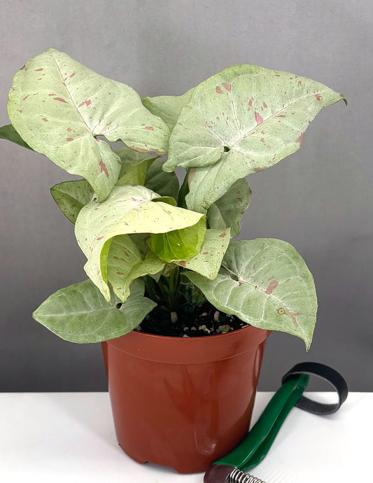 Syngonium Milk Confetti - Plant Proper - 4" Pot