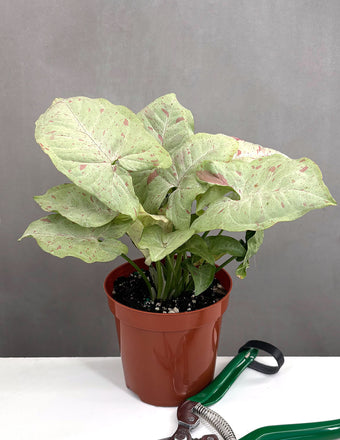 Syngonium Milk Confetti - Plant Proper - 4" Pot