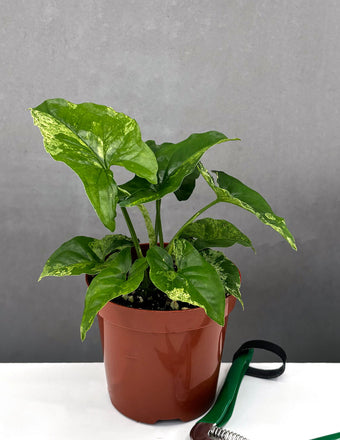  Syngonium Mojito - Plant Proper - 4" Pot