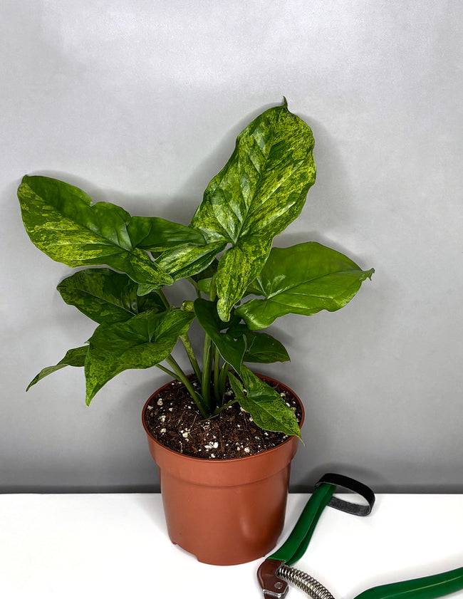 Syngonium Mojito - Plant Proper - 4" Pot