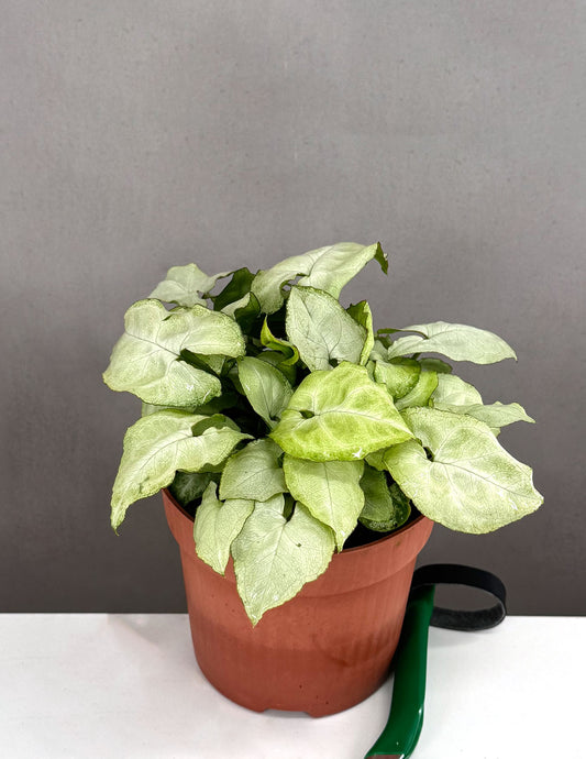 Syngonium Moonshine - Plant Proper - 4" Pot