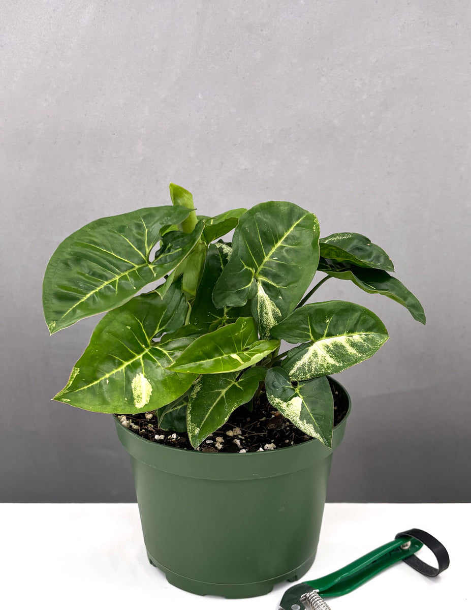 Syngonium Panda: A Guide To Its Care And Beauty
