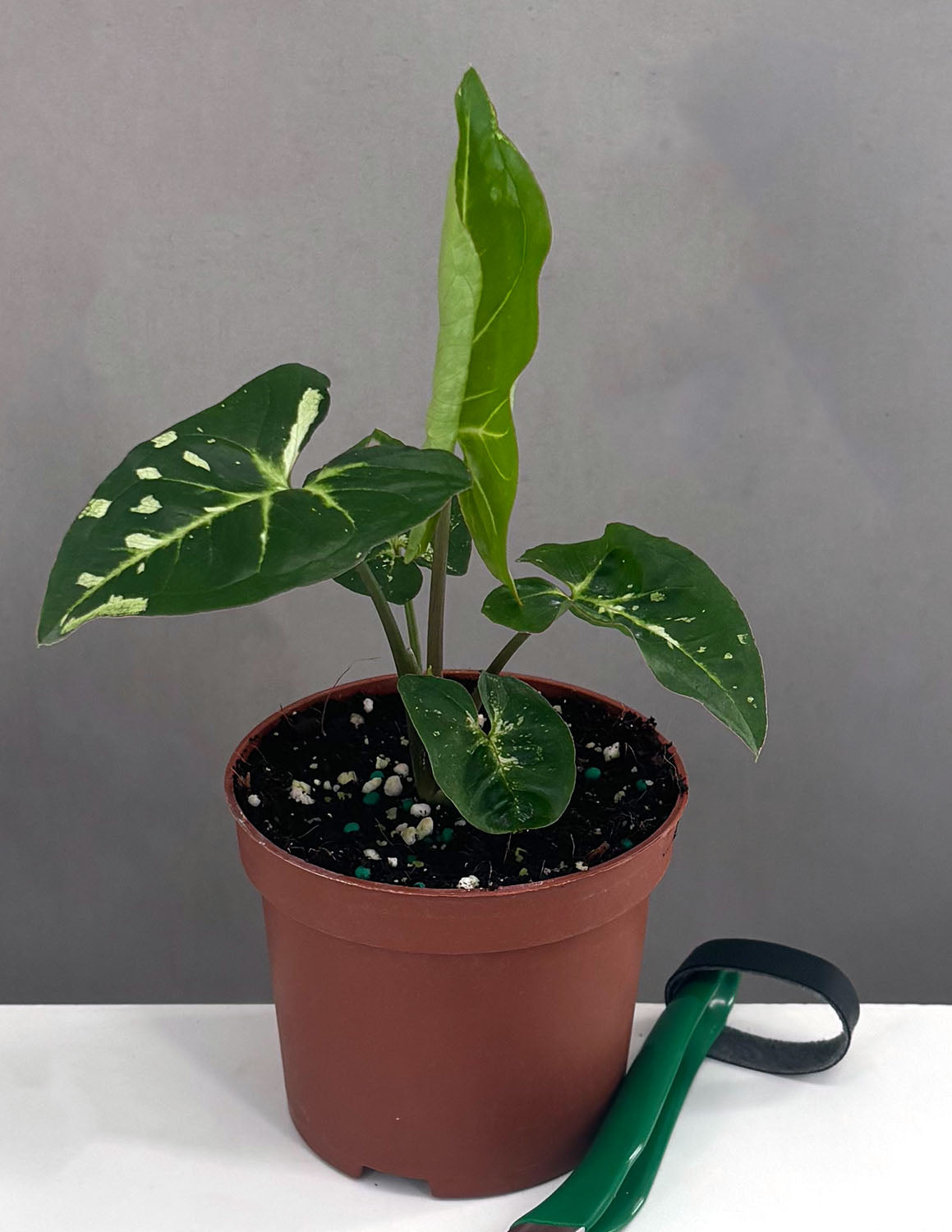 Syngonium Panda Galaxy