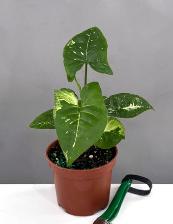 Syngonium Panda Galaxy - Plant Proper - 3" Pot