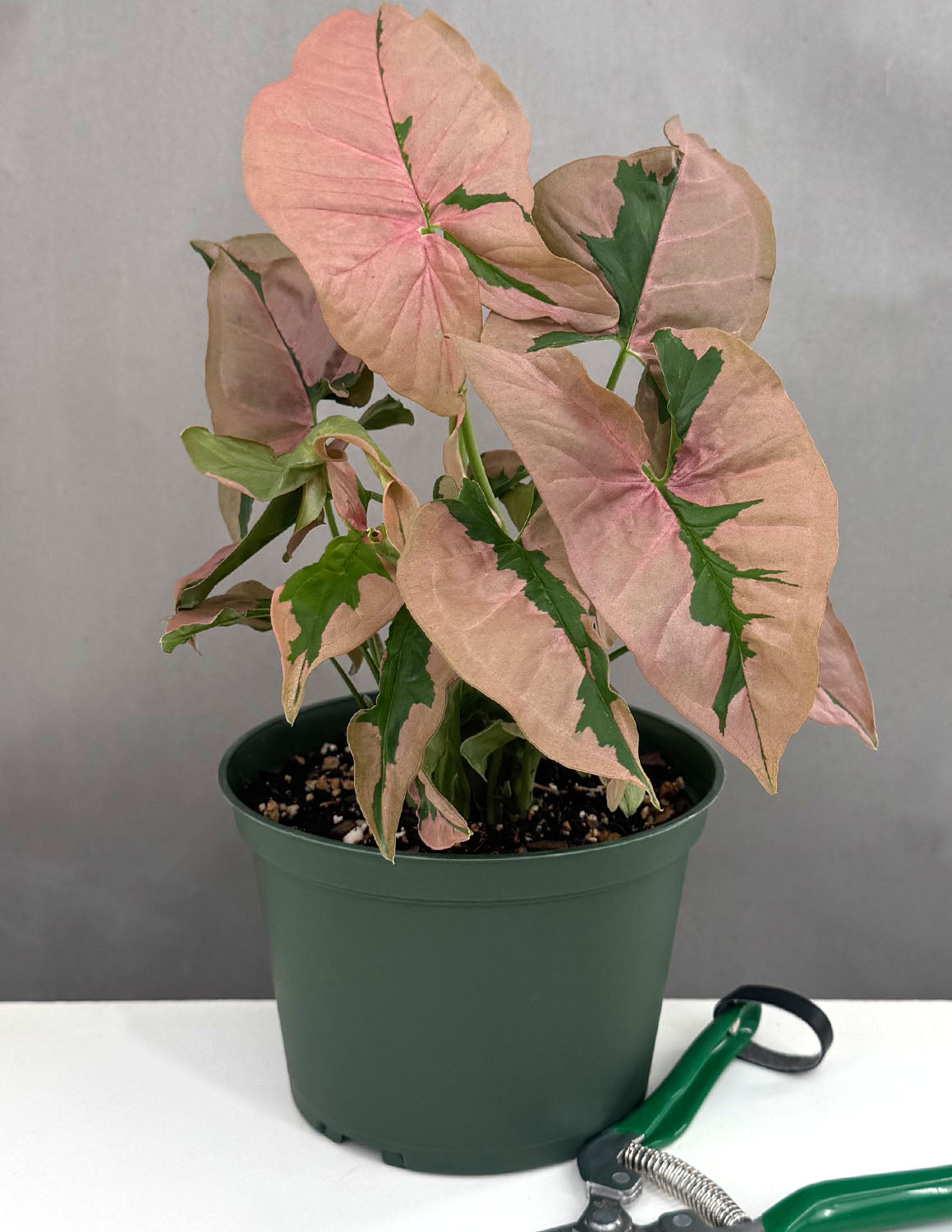 syngonium vs philodendron Syngonium Pink Lava | Arrowhead Plant