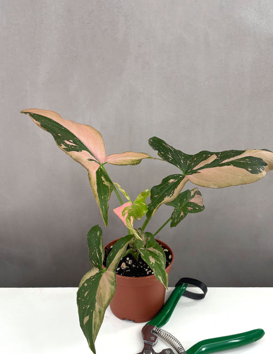 Syngonium Pink Splash - Plant Proper - 3" Pot