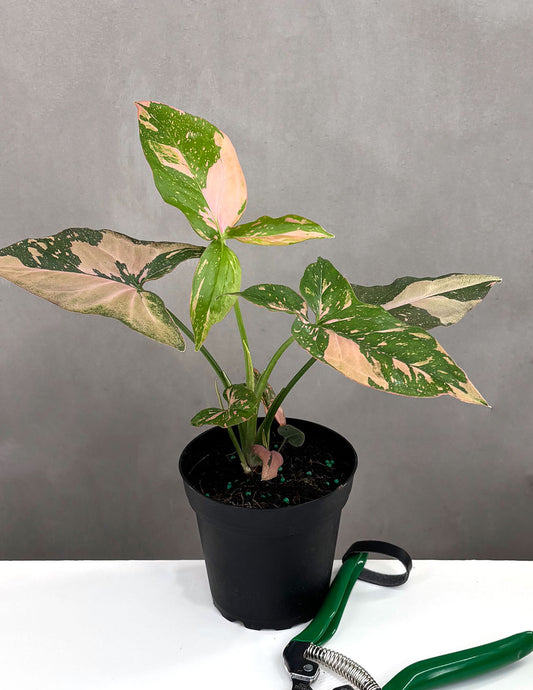 Syngonium Pink Splash - Plant Proper - 4" Pot