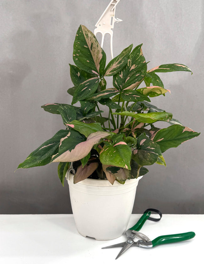 Syngonium Pink Splash - Plant Proper - 6" Hanging Pot