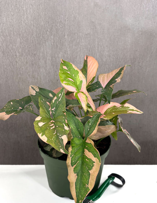 Syngonium Pink Splash - Plant Proper - 6" Pot
