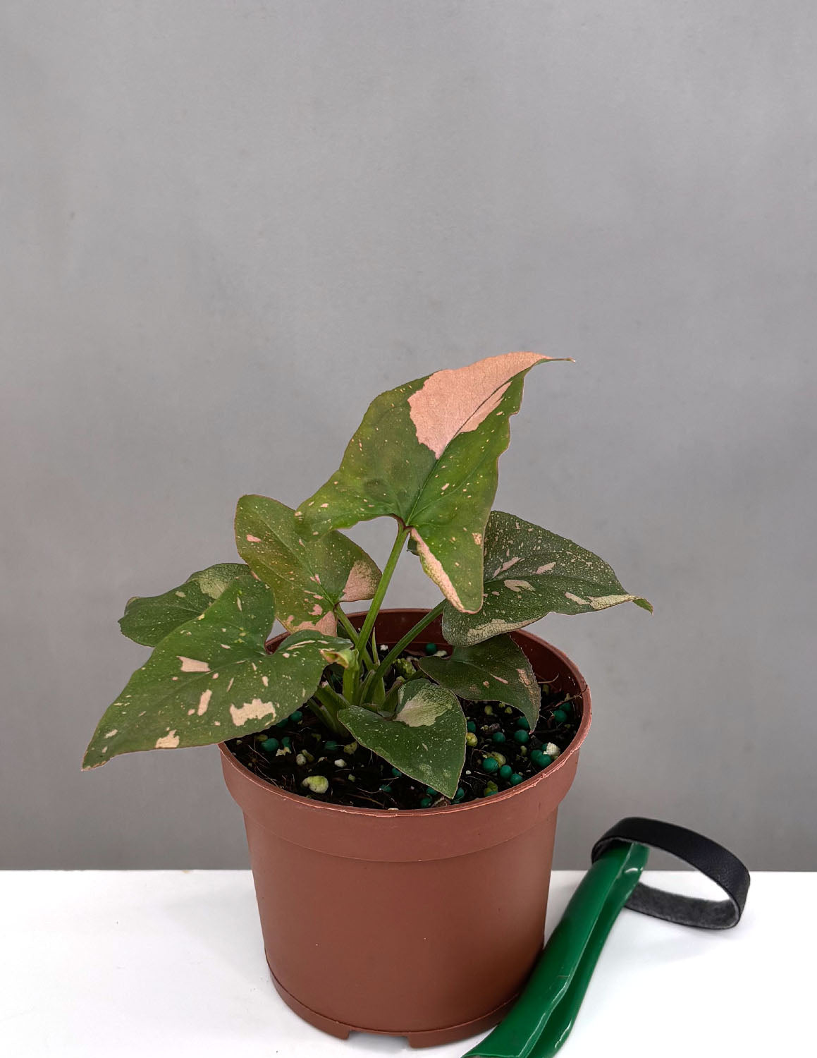 pink splash plant indoors Syngonium Pink Splash Thai Houseplants