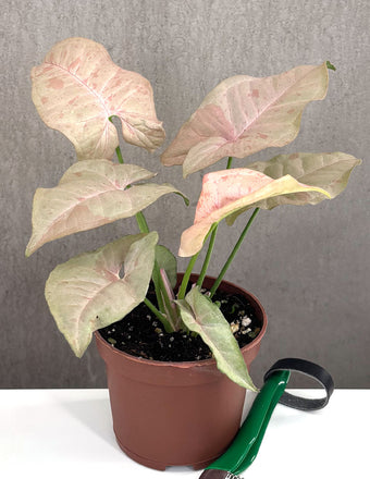 Syngonium Pink Spot - Plant Proper - 3" Pot