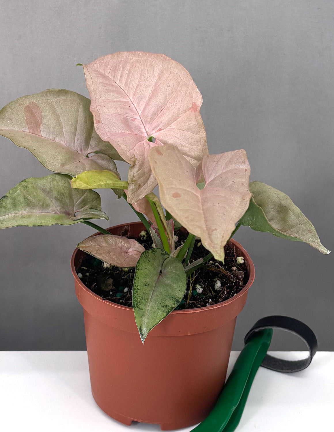 syngonium variegata pink Syngonium Pink Spot