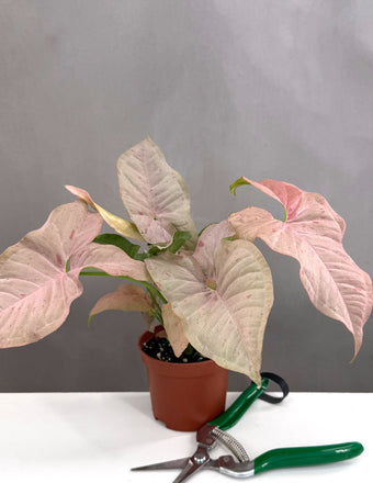 Syngonium Pink Spot - Plant Proper - 3" Pot