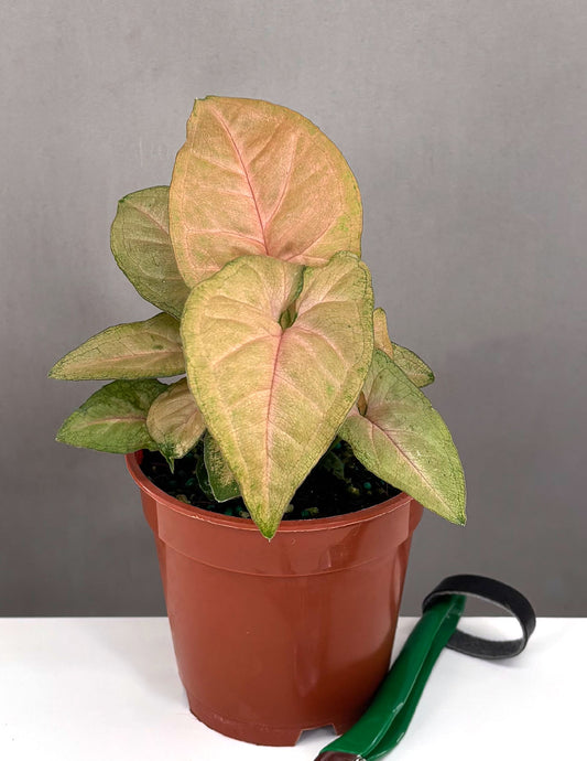 Syngonium Regina Red - Plant Proper - 4" Pot