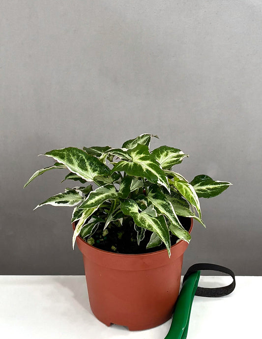 Syngonium Starlite - Plant Proper - 3.5" Pot
