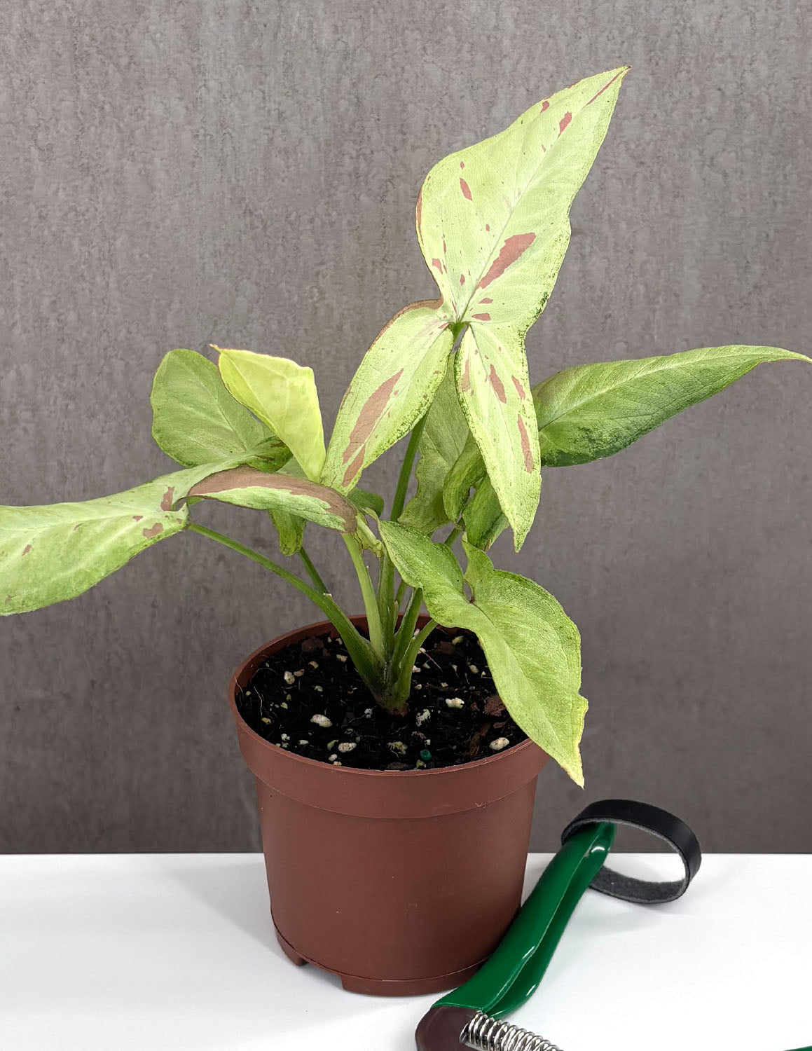 milk plant Syngonium Strawberry Milk | Arrowhead Plant