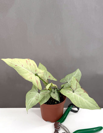 Syngonium Strawberry Milk - Plant Proper - 3" Pot