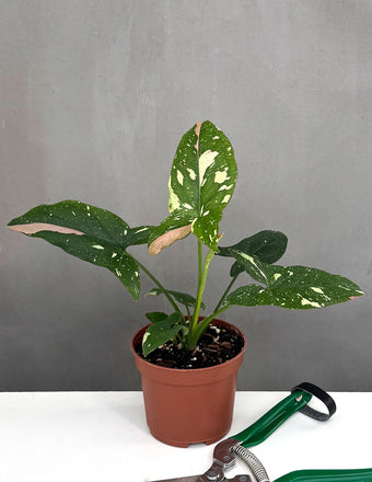 Syngonium Tricolor - Plant Proper - 3" Pot