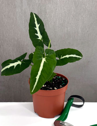Syngonium Wendlandii - Plant Proper - 3" Pot