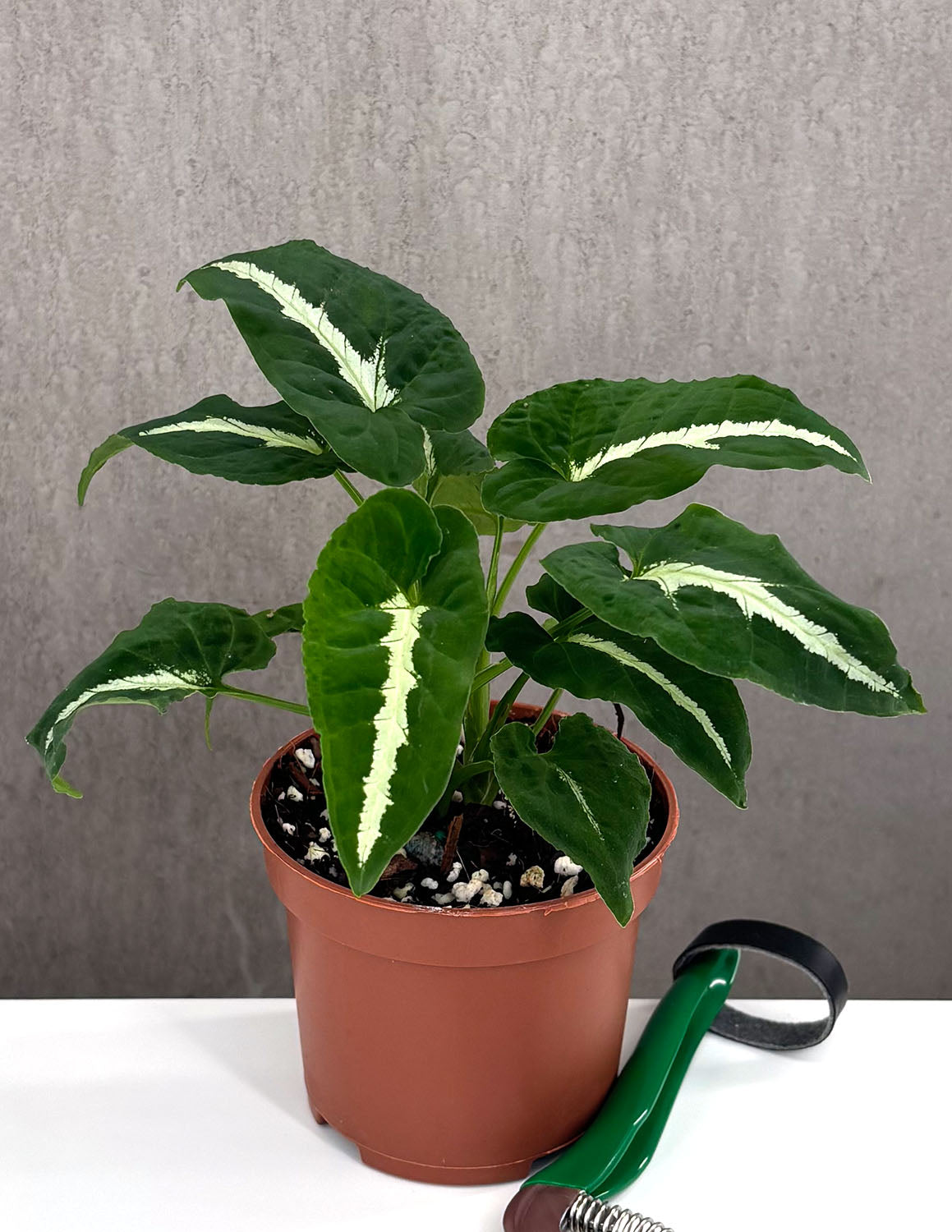 Syngonium Wendlandii