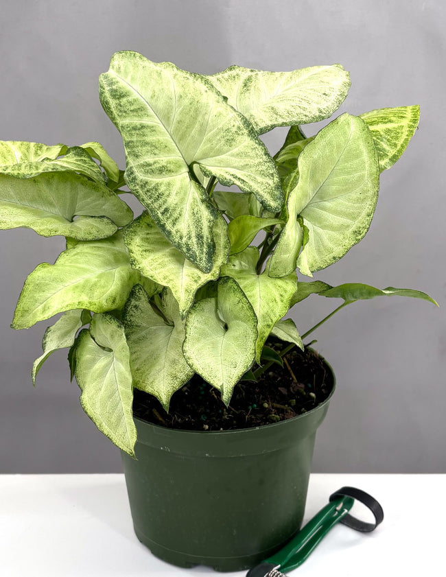 Syngonium White Butterfly - Plant Proper - 6" Pot