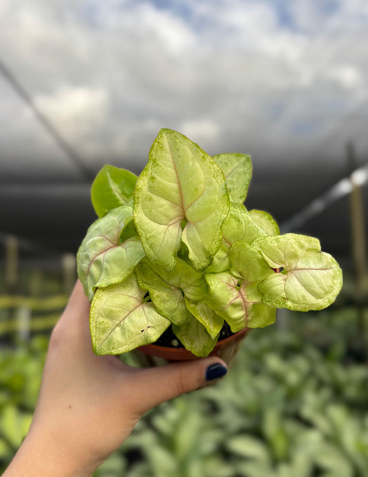 Syngonium Chiffon Allusion