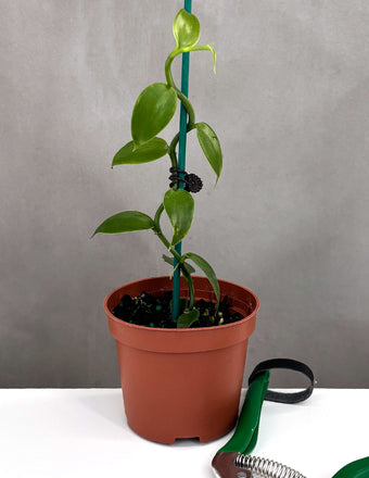 Vanilla Orchid - Plant Proper - 3" Pot