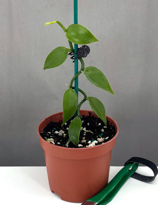 Vanilla Orchid - Plant Proper - 3" Pot