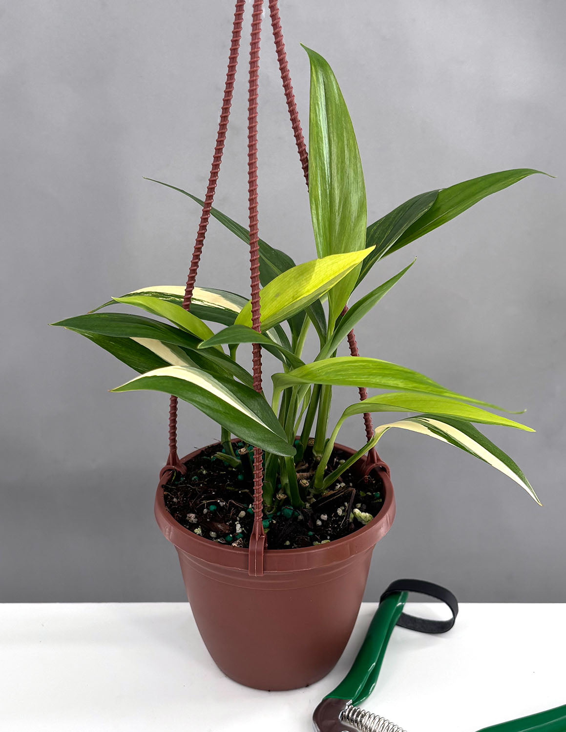 amplifolia pothos Epipremnum Amplissimum Variegated | Houseplants