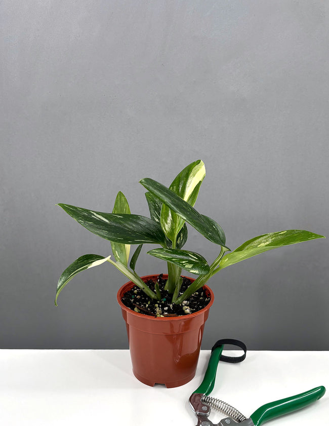 Monstera Standleyana Variegated - Plant Proper - 4" Pot