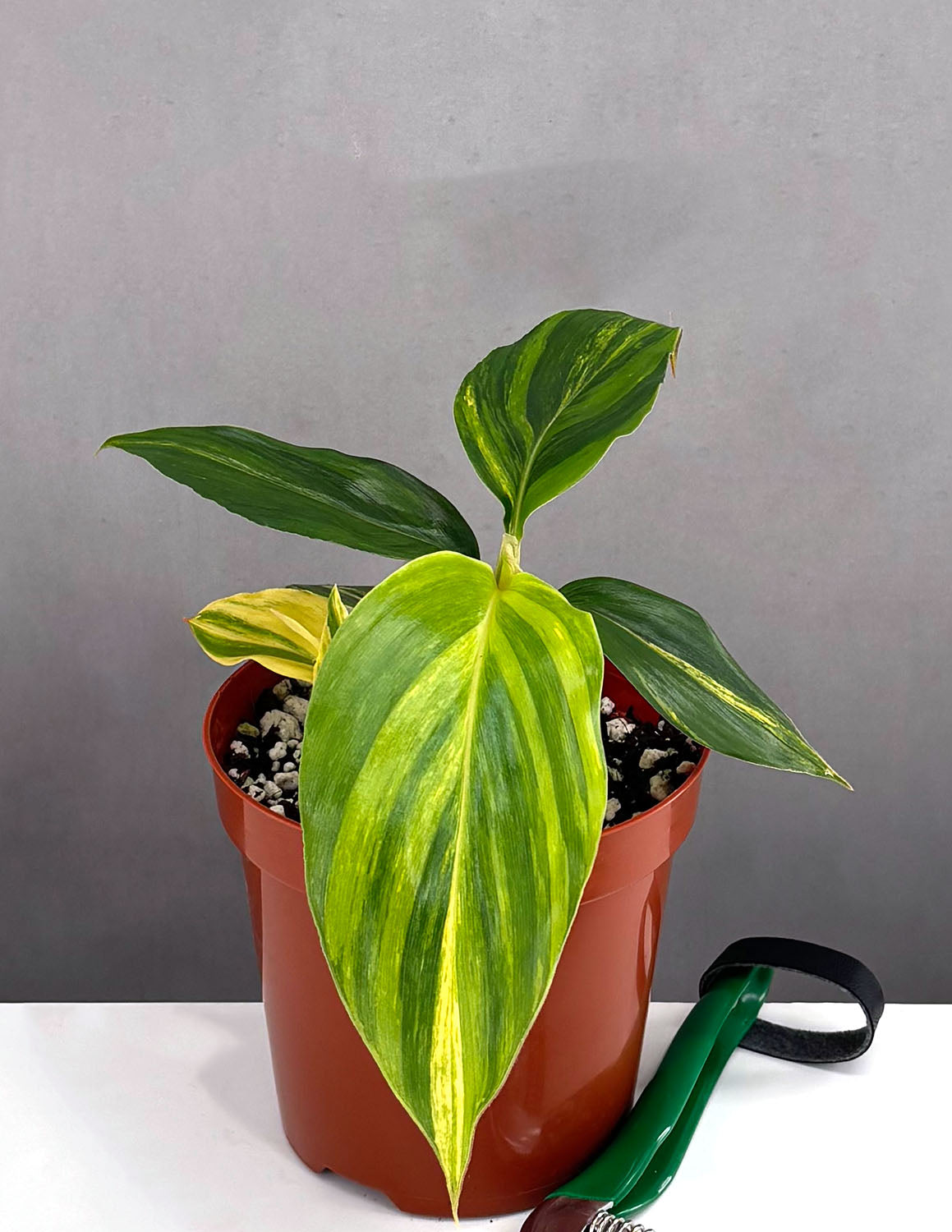 shell ginger indoor plant Variegated Shell Ginger | Houseplants