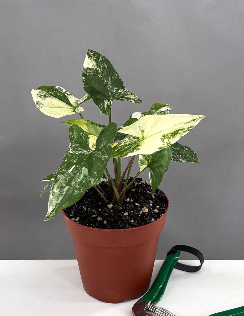 4”Syngonium variegated store albo.